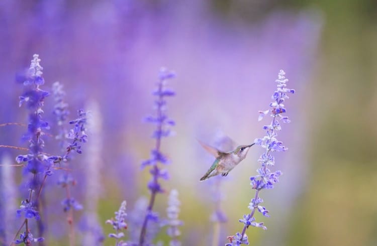 milennélha- egy pici kolibri repked lila virágok között