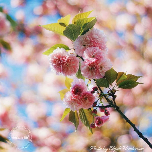 #rügyekpattannak - cseresznyefavirág