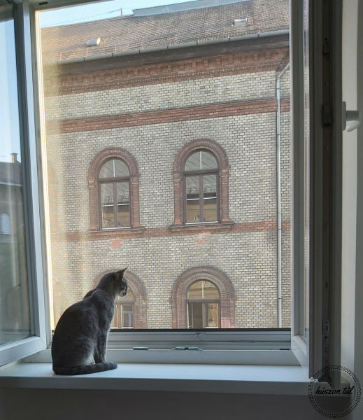 őszöm -cica ül az ablakban